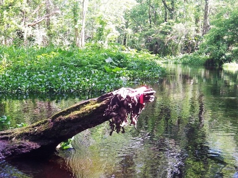 Black Water Creek, Seminole State Forest