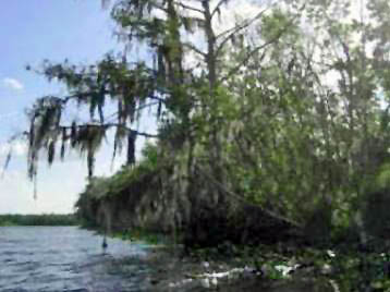 paddle Blue Springs, St. Johns River, kayak, canoe