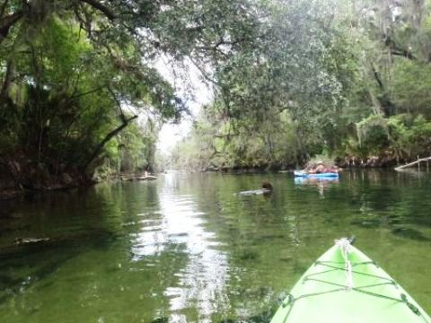 paddling St. Johns River, Blue Spring, kayak, canoe