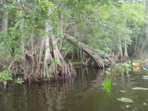 paddling St. Johns River, Blue Spring, kayak, canoe