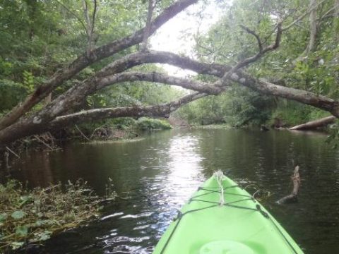 St Johns River-Blue Springs, kayak, canoe