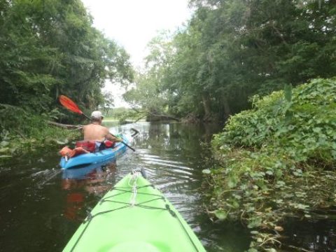 St Johns River-Blue Springs, kayak, canoe