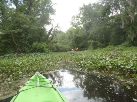 St Johns River-Blue Springs, kayak, canoe