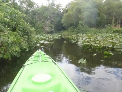 St Johns River-Blue Springs, kayak, canoe