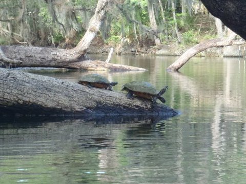 St Johns River-Blue Springs, kayak, canoe