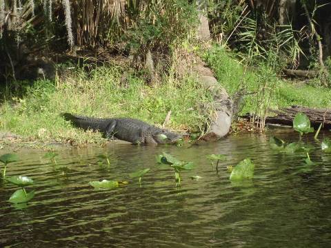 St Johns River-Blue Springs, kayak, canoe