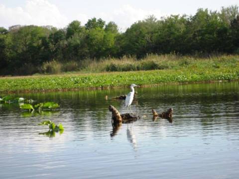 St Johns River-Blue Springs, kayak, canoe