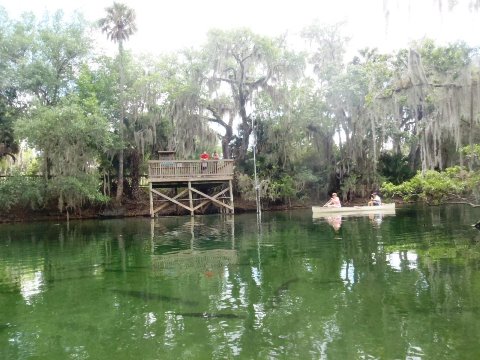 St Johns River-Blue Springs, kayak, canoe