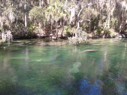 St Johns River-Blue Springs, kayak, canoe