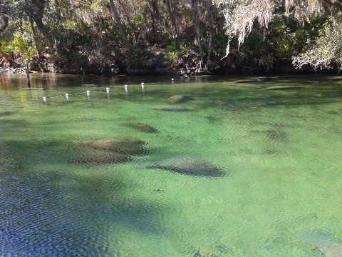 St Johns River-Blue Springs, kayak, canoe