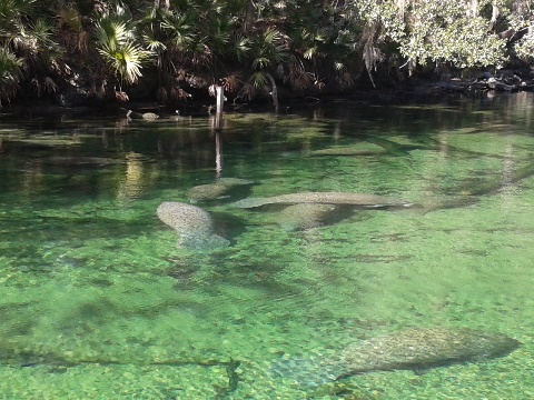 St Johns River-Blue Springs, kayak, canoe