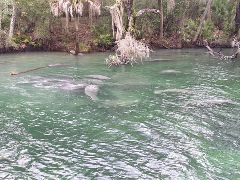 St Johns River-Blue Springs, kayak, canoe