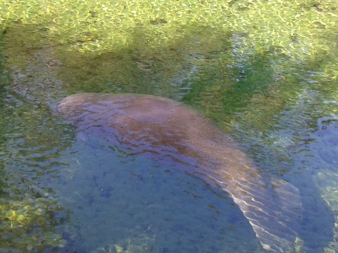 St Johns River-Blue Springs, kayak, canoe