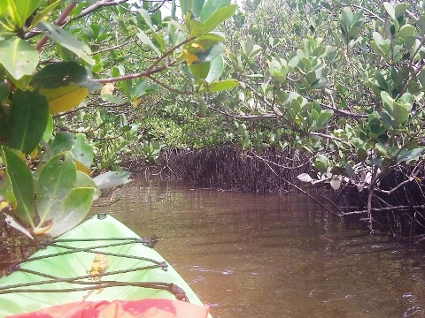 paddling Callalisa Creek, New Smyrna Beach, kayak, canoe