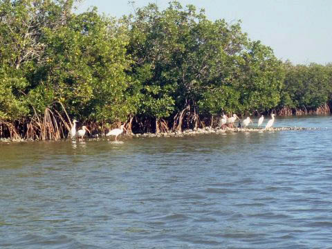 paddling Canaveral National Seashore, florida, kayak, canoe