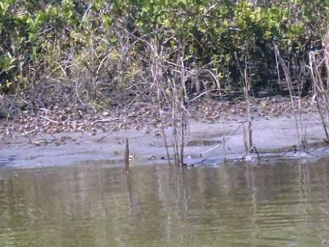 paddling Canaveral National Seashore, florida, kayak, canoe