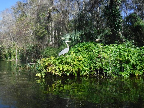 paddling Dora Canal, kayak, canoe