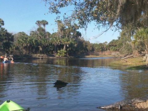 paddling Econlockhatchee River, kayak, canoe