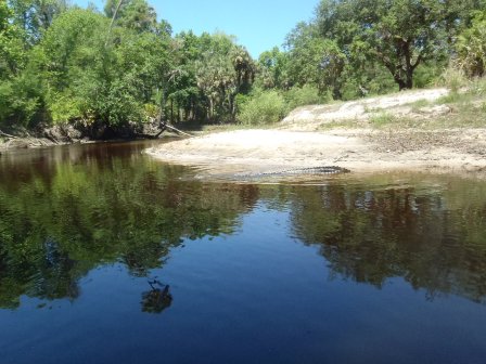 paddling Econlockhatchee River, kayak, canoe