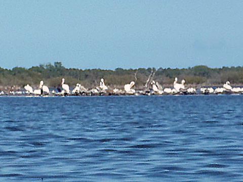 paddling Merritt Island National Wildlife Refuge, kayak, canoe