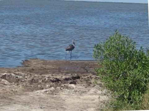 paddling Merritt Island National Wildlife Refuge, kayak, canoe