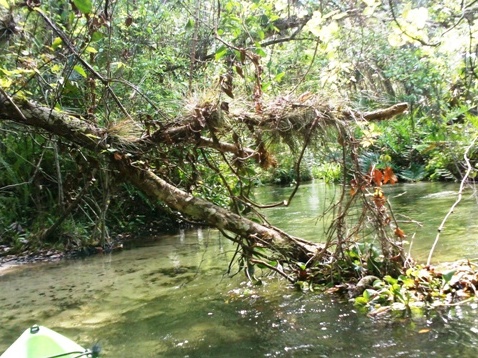 paddling Rock Springs Run, kayak, canoe