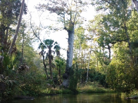 paddling Rock Springs Run, kayak, canoe