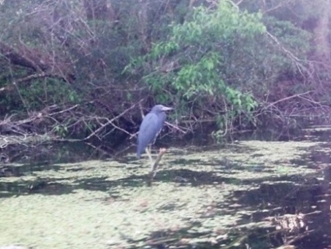 paddling Rock Springs Run, wildlife