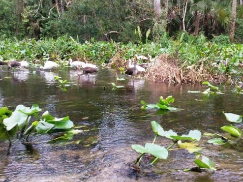 paddling Rock Springs Run, wildlife