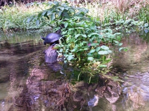 paddling Rock Springs Run, wildlife