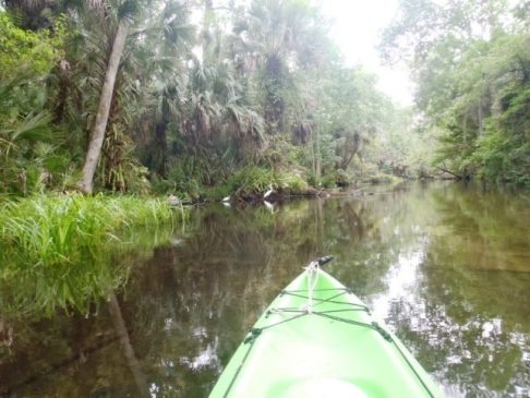 paddling Rock Springs Run, wildlife