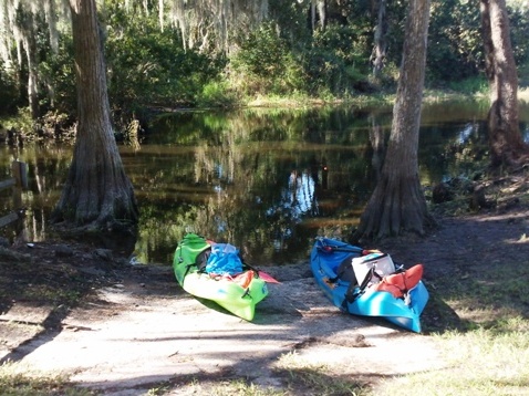 paddling Shingle Creek, Steffee Landing through cypress swamp