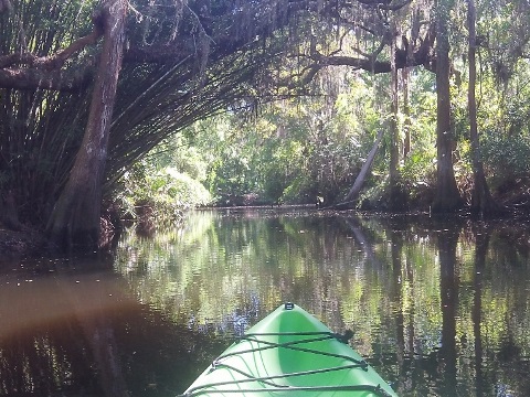 paddling Shingle Creek, Steffee Landing through cypress swamp