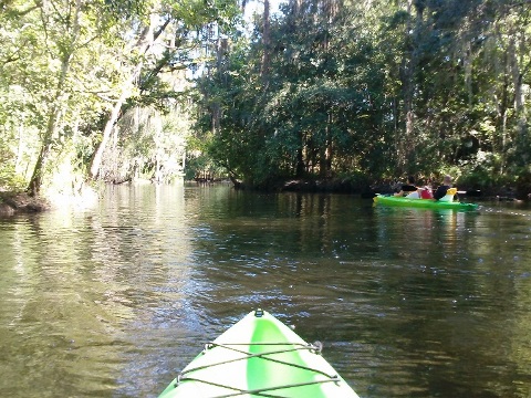 paddling Shingle Creek, Steffee Landing through cypress swamp