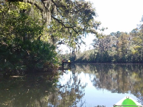 paddling Shingle Creek, Steffee Landing through cypress swamp