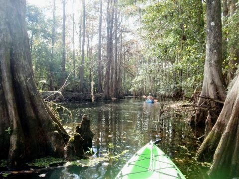 paddling Shingle Creek, Steffee Landing through cypress swamp