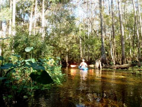 paddling Shingle Creek, Steffee Landing through cypress swamp