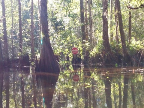 paddling Shingle Creek, Steffee Landing through cypress swamp