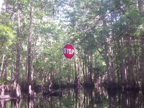 paddling Shingle Creek, Steffee Landing through cypress swamp