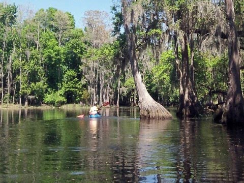 paddling Shingle Creek, Steffee Landing to Babb Park