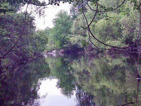 paddling Shingle Creek, North from Marsh Landing