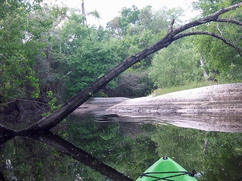 paddling Shingle Creek, North from Marsh Landing