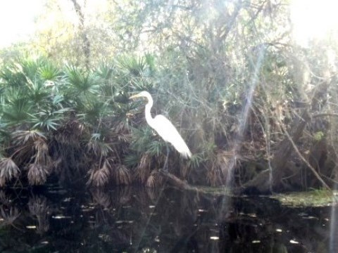 paddling Shingle Creek, wildlife