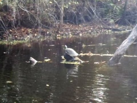 paddling Shingle Creek, wildlife