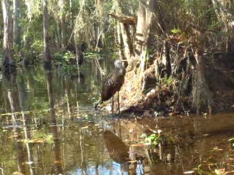 paddling Shingle Creek, wildlife
