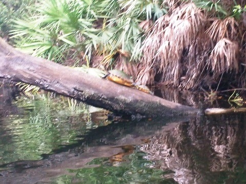 paddling Shingle Creek, wildlife