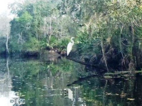 paddling Shingle Creek, wildlife