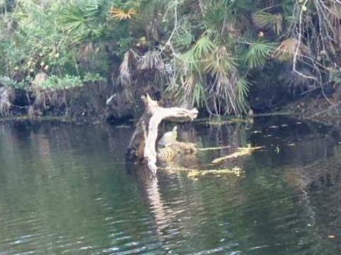 paddling Shingle Creek, wildlife