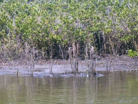 paddling Shipyard Island, Canaveral National Seashore