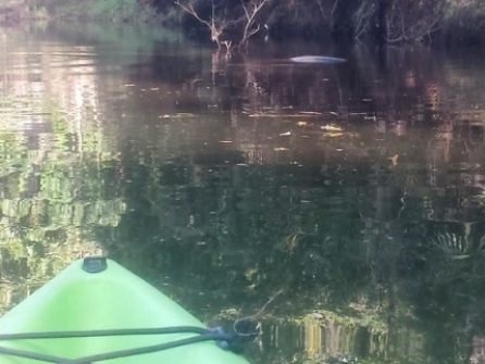 paddling Turkey Creek, kayak, canoe